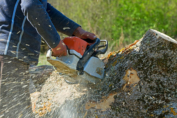 Best Tree Removal for Businesses  in Maan, ND